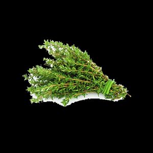 THYME