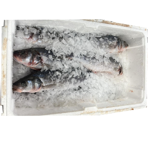 Fish Sea Bass Case