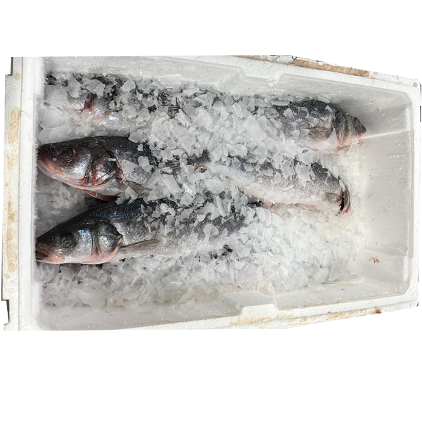 Fish Sea Bass Case